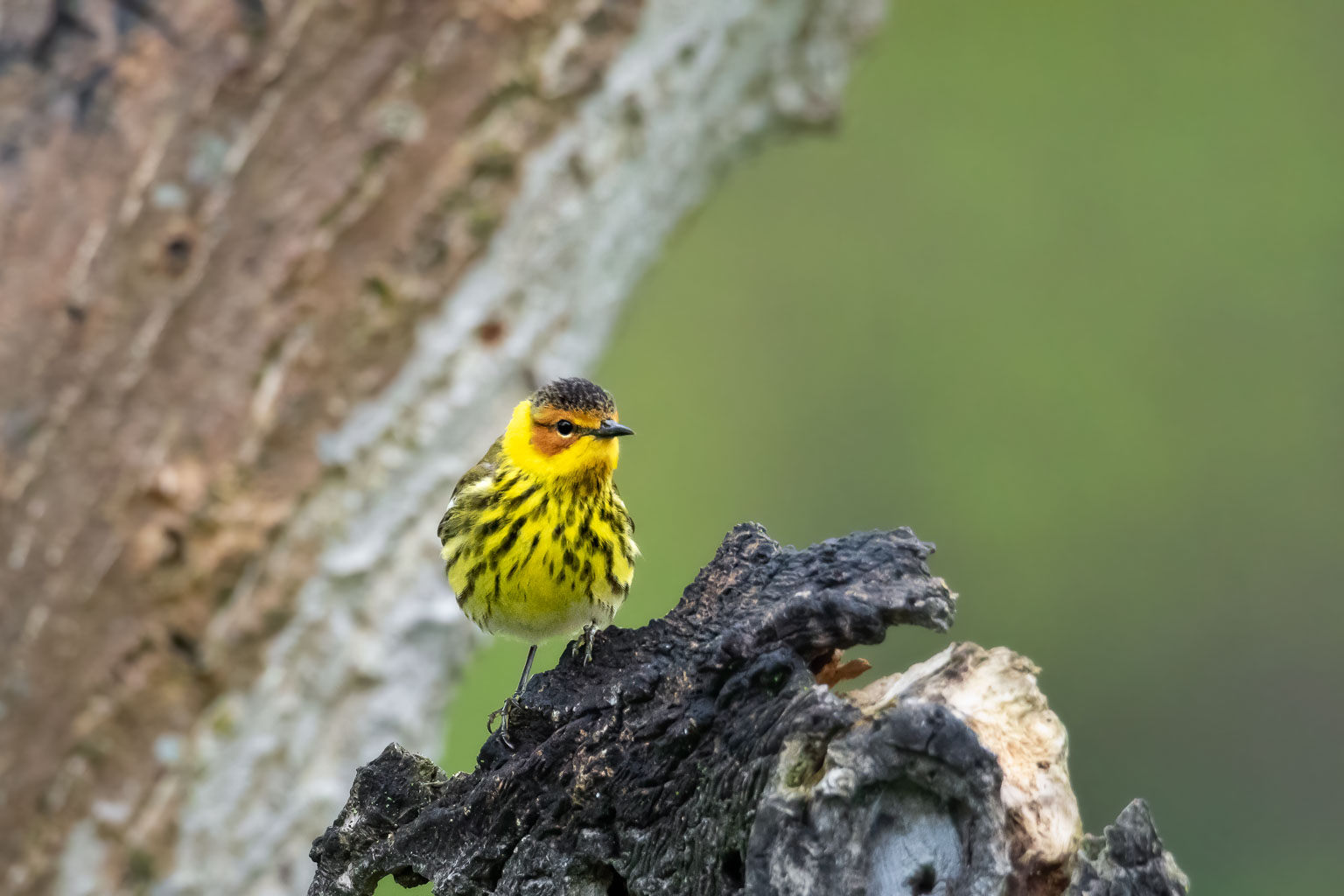 cape may warbler