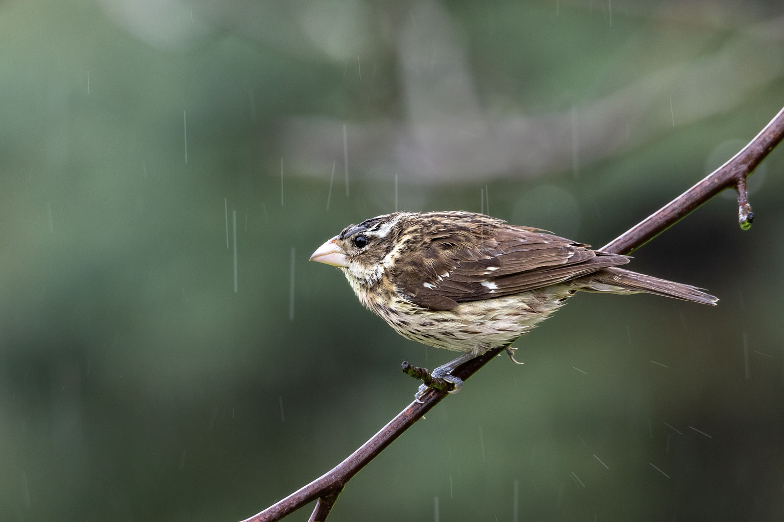 female grosbeak