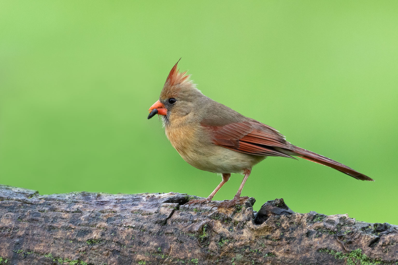 female cardinal