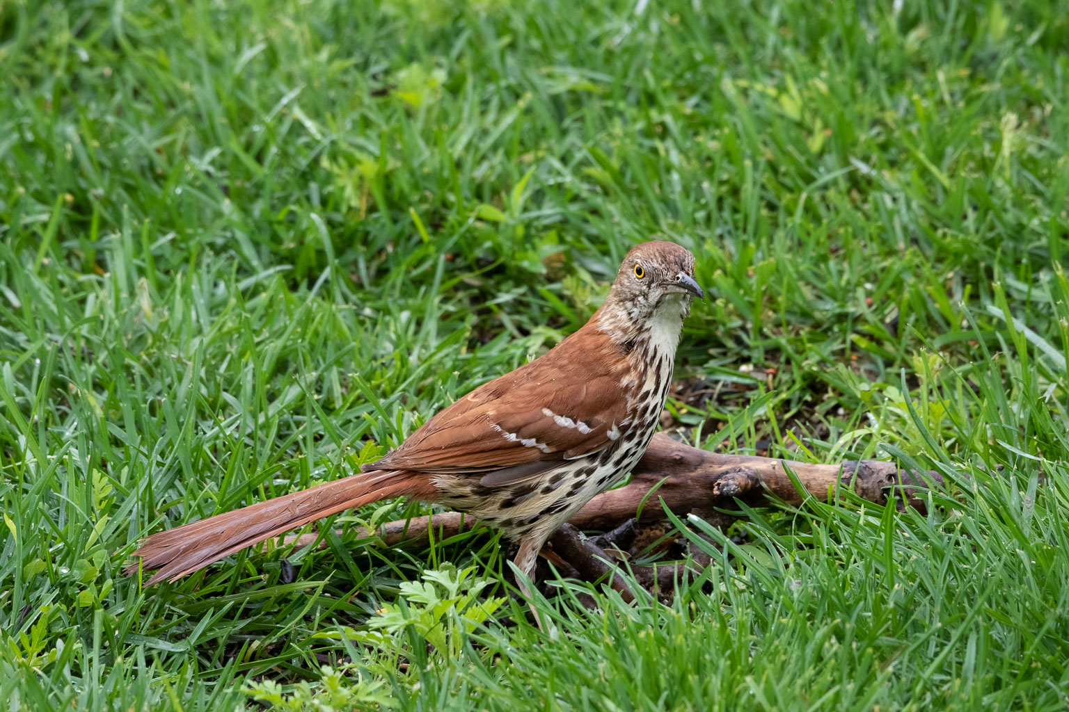 long billed thrasher