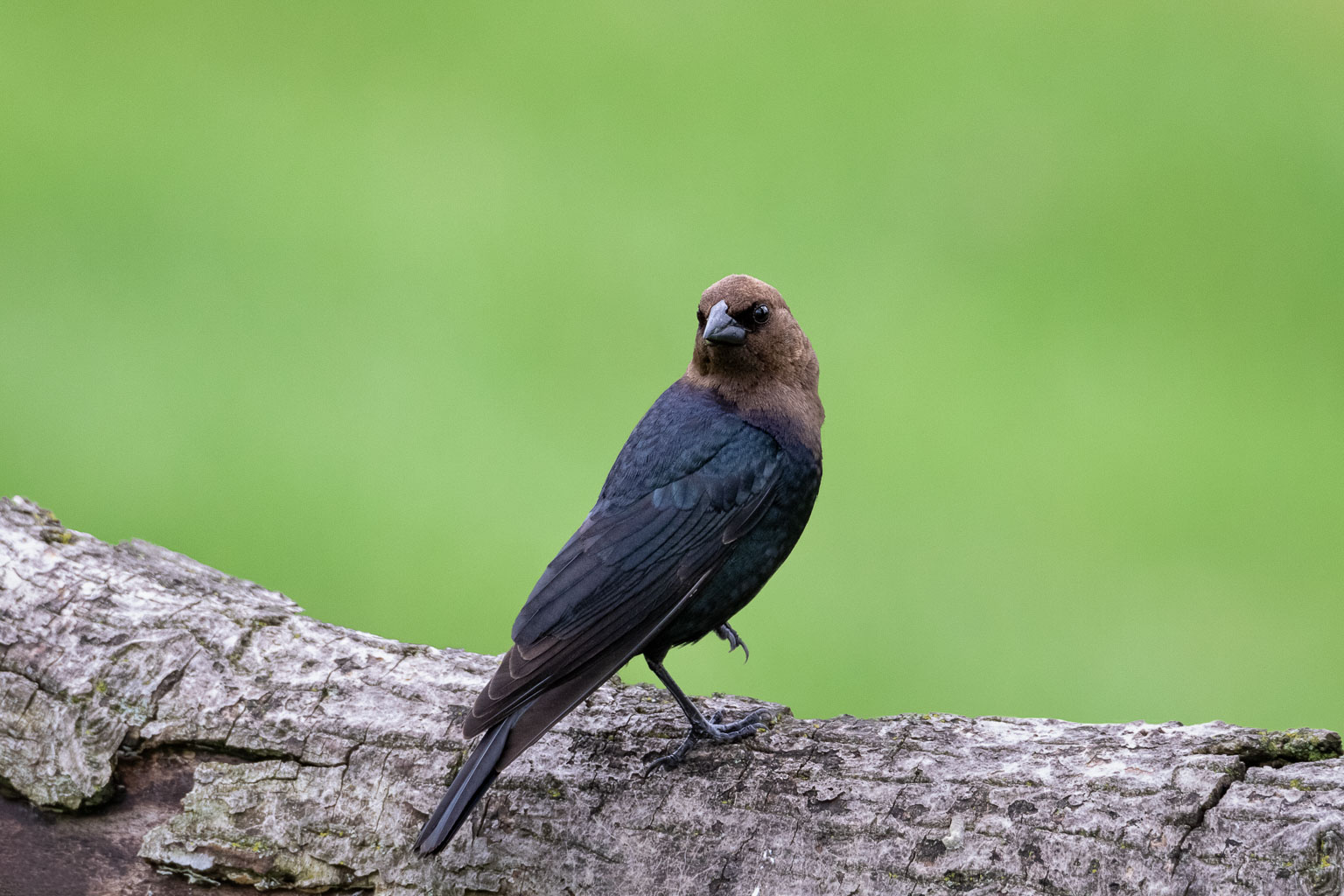 cow bird