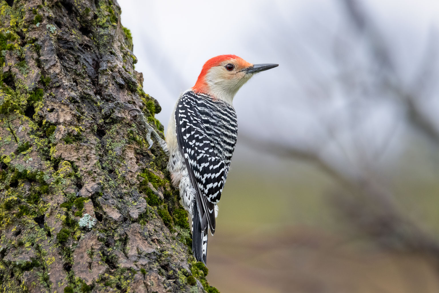 backyard birds