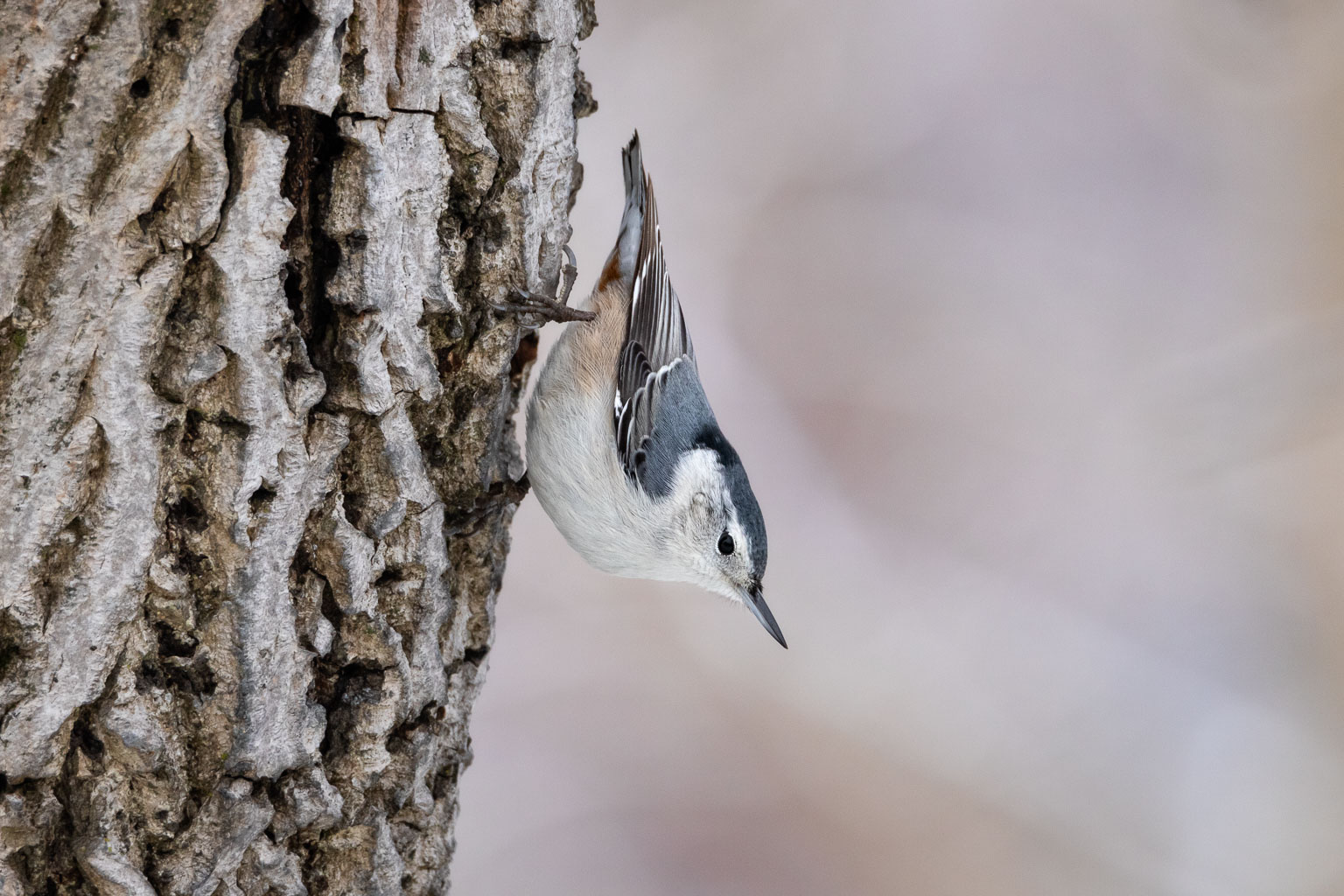 white breasted nut hatch