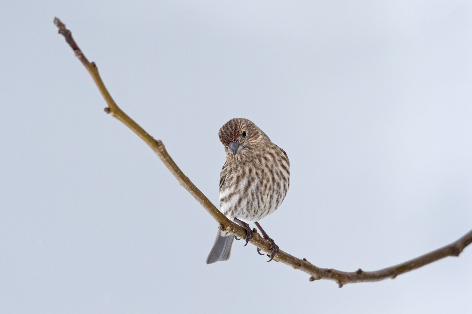 female house finch