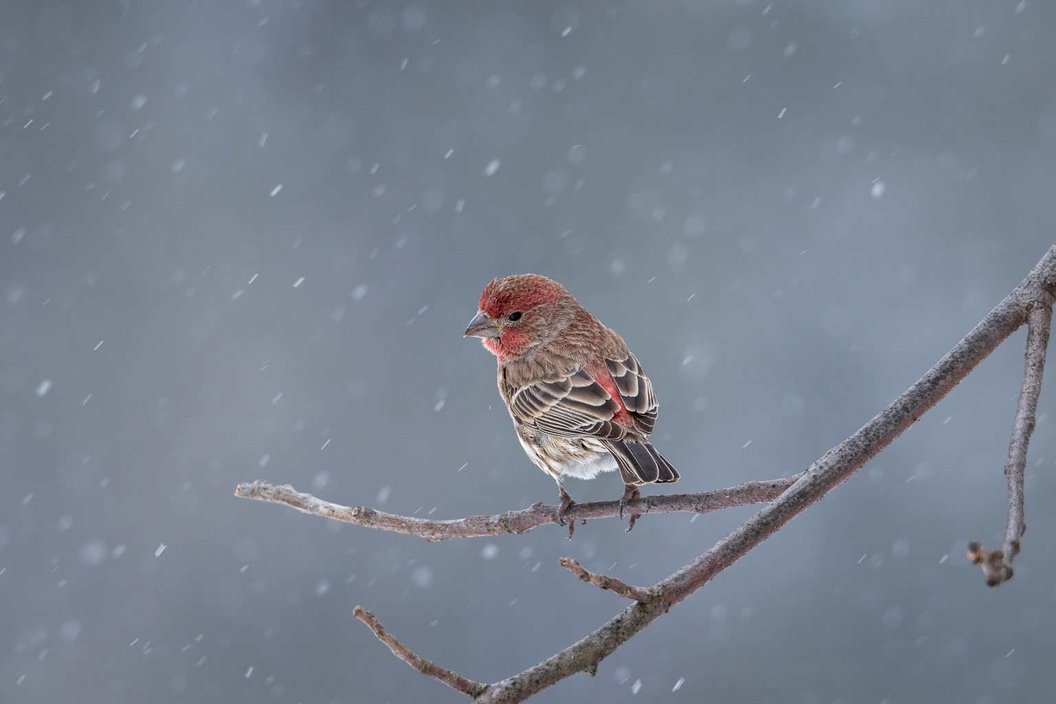 male house finch