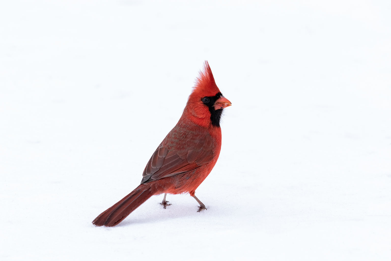 male cardinal