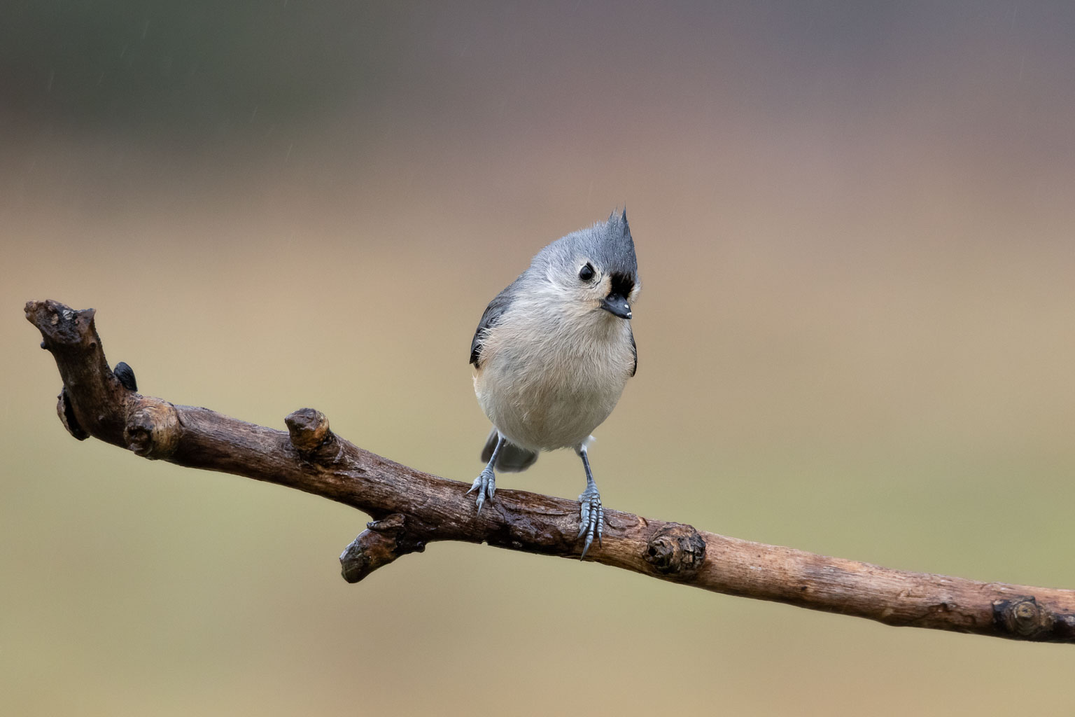 tufted titmouse