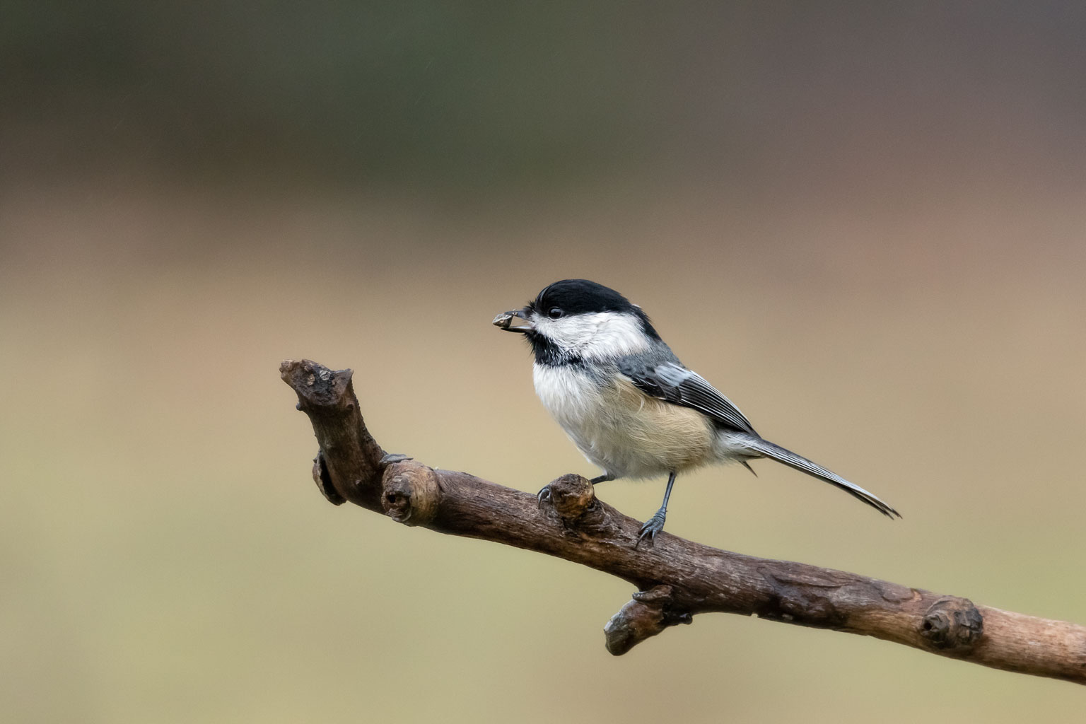 black capped chickadee