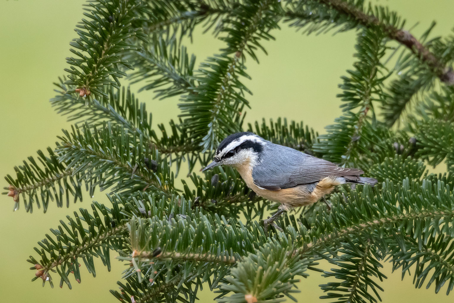 red breasted nuthatch