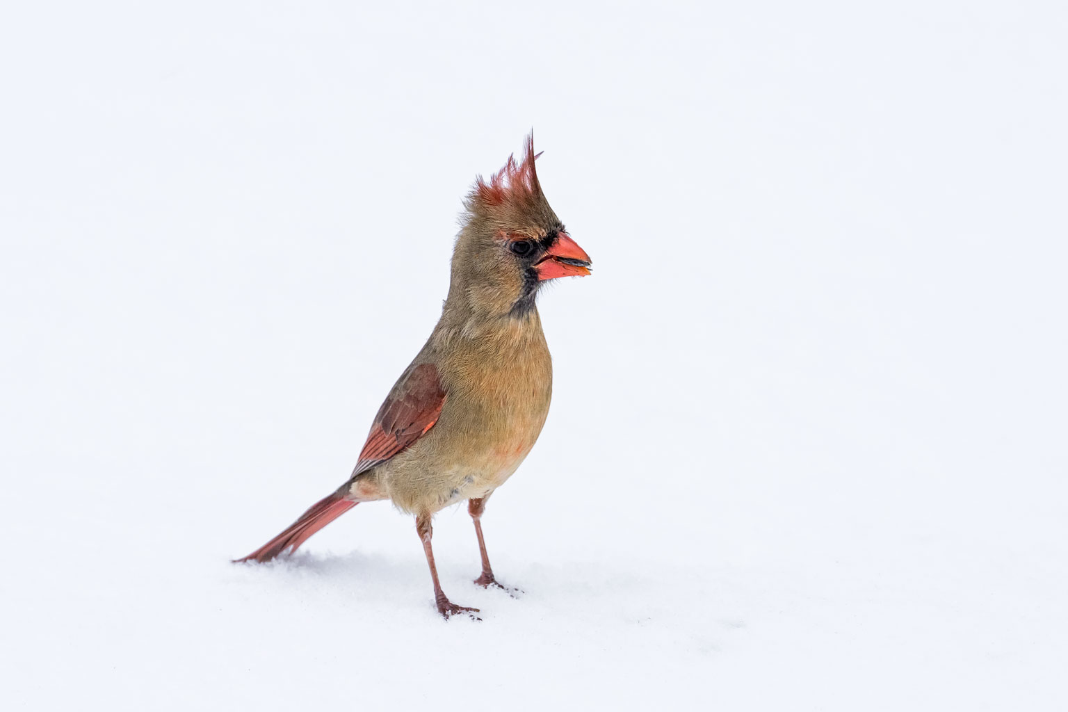 female cardinal