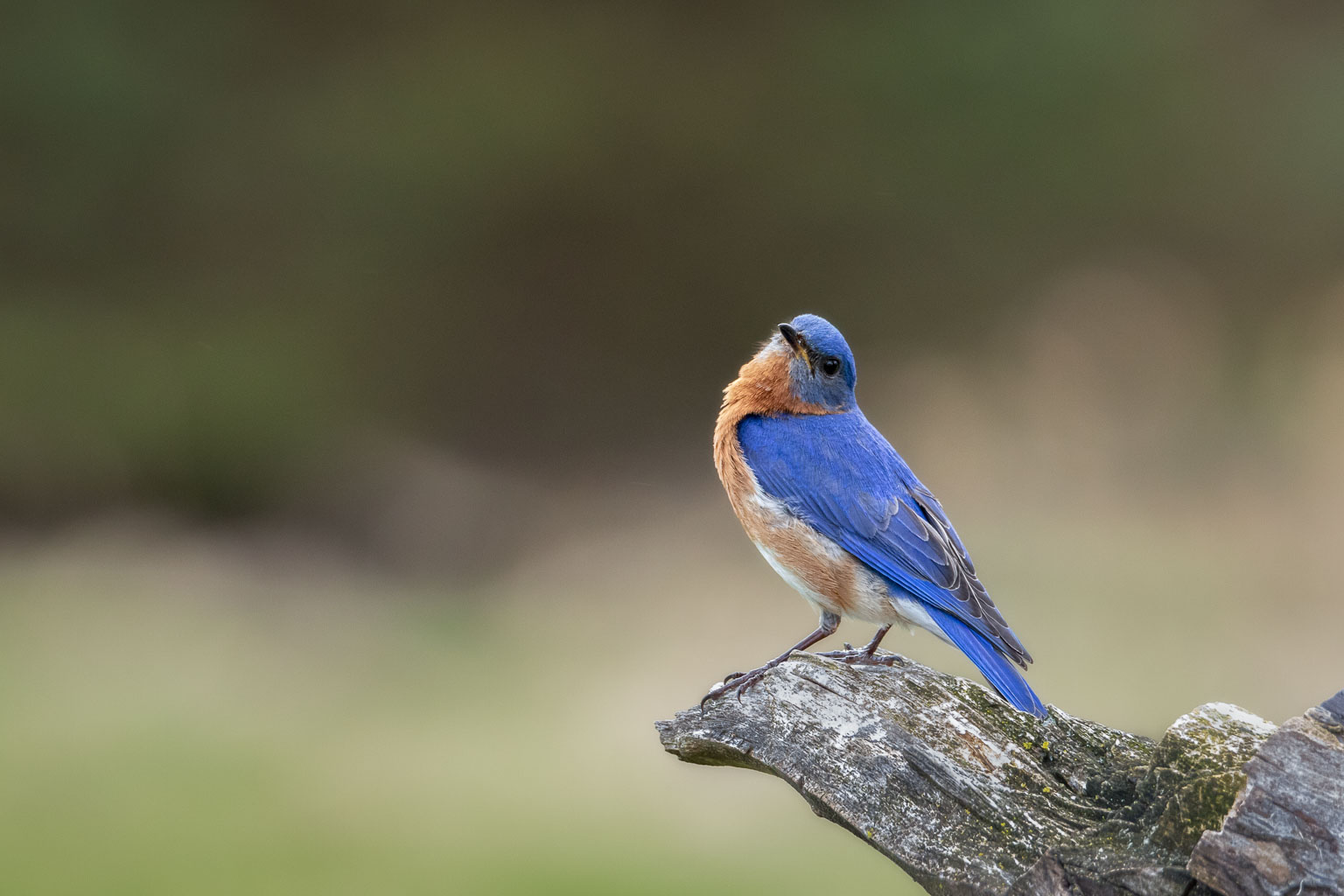 eastern bluebird