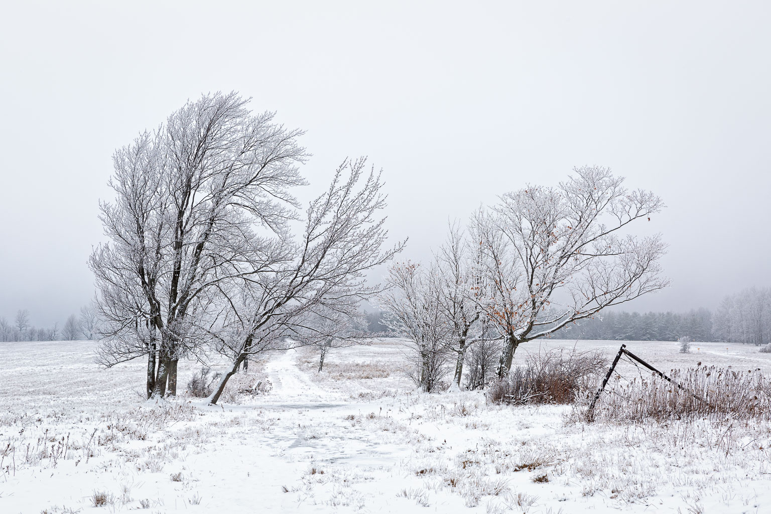 snow on tree