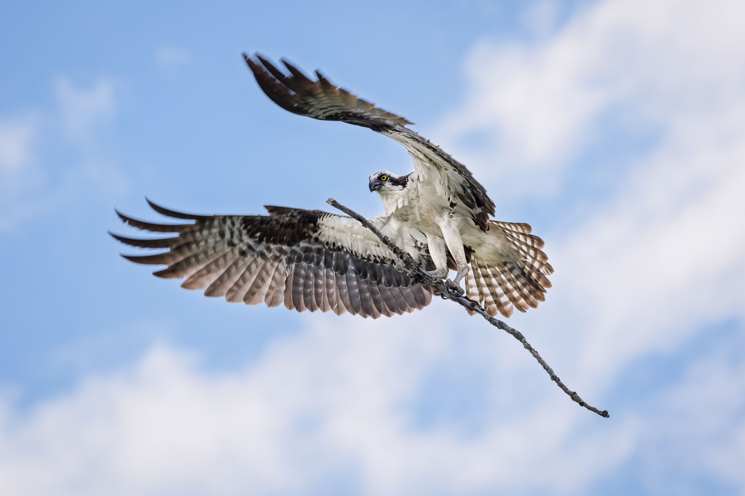 osprey