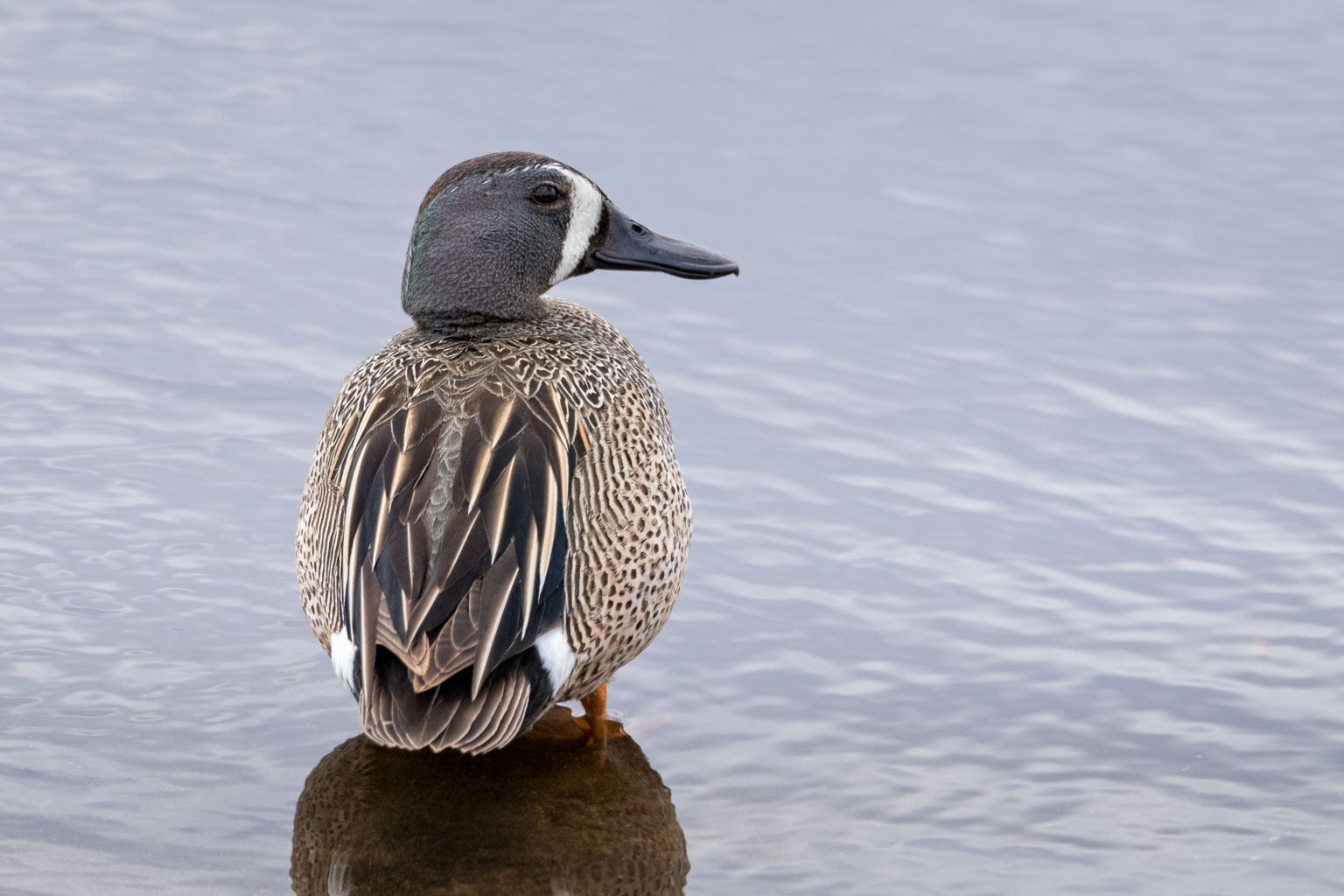 blue winged teal