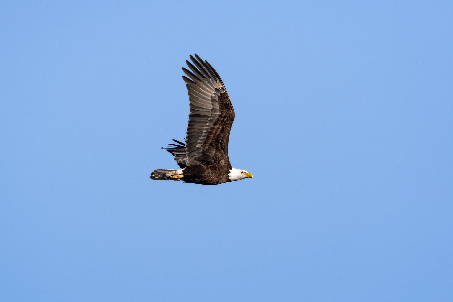 bald eagle flying