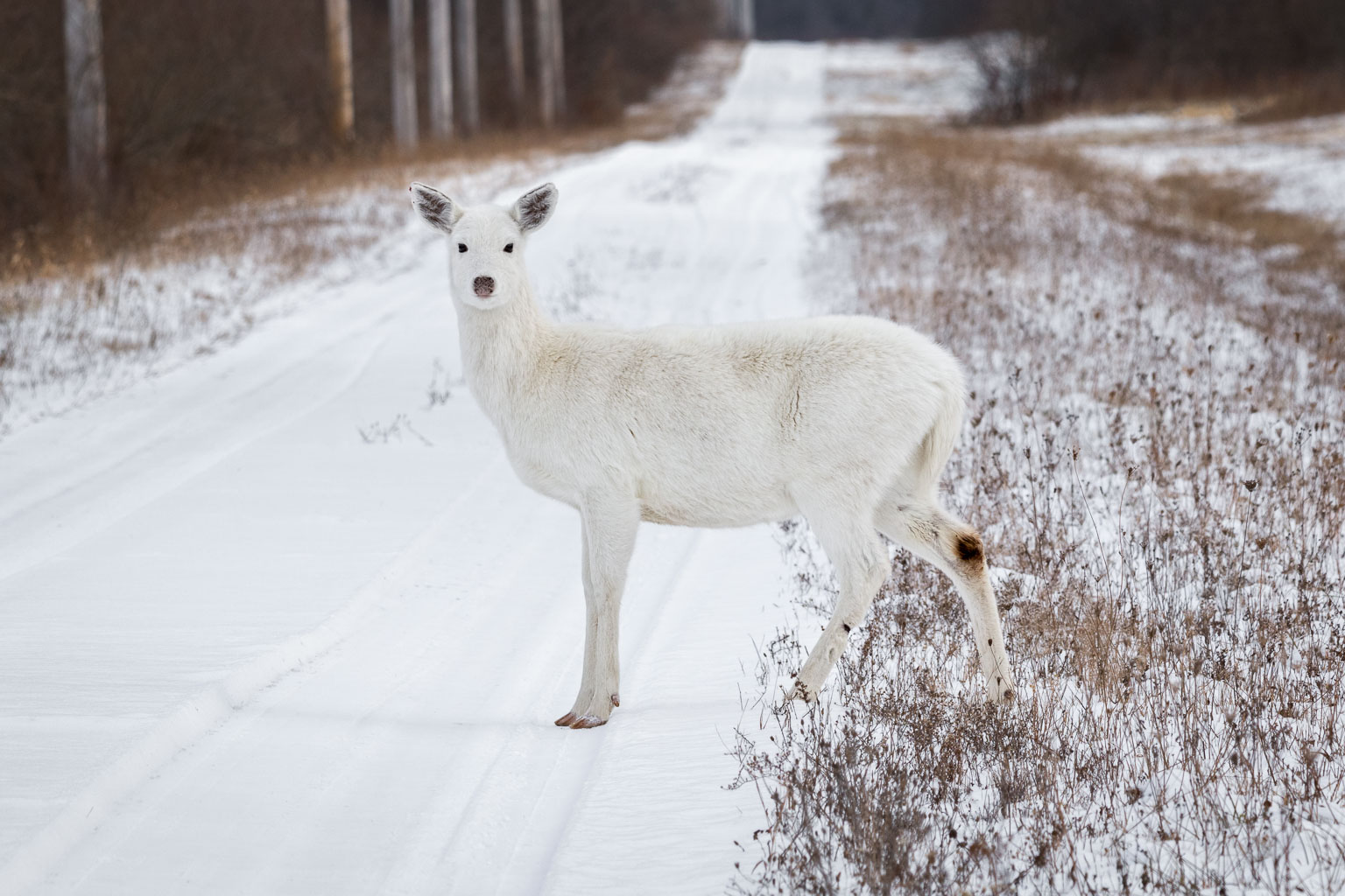 white (leucistic) white tailed deer