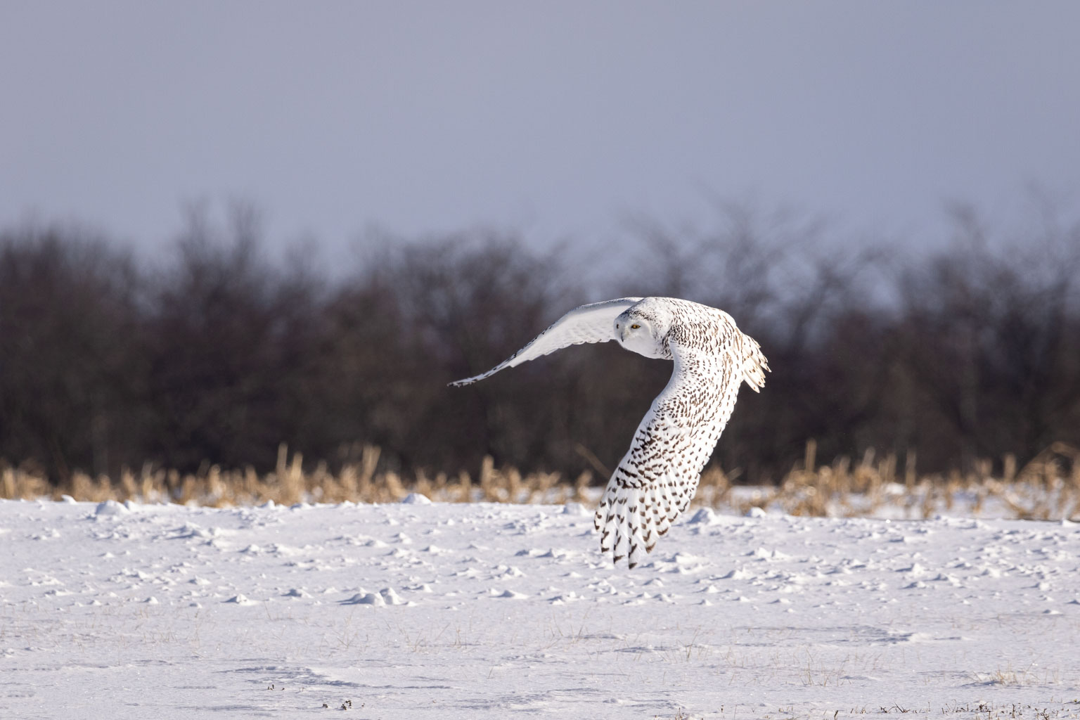 snowy owl