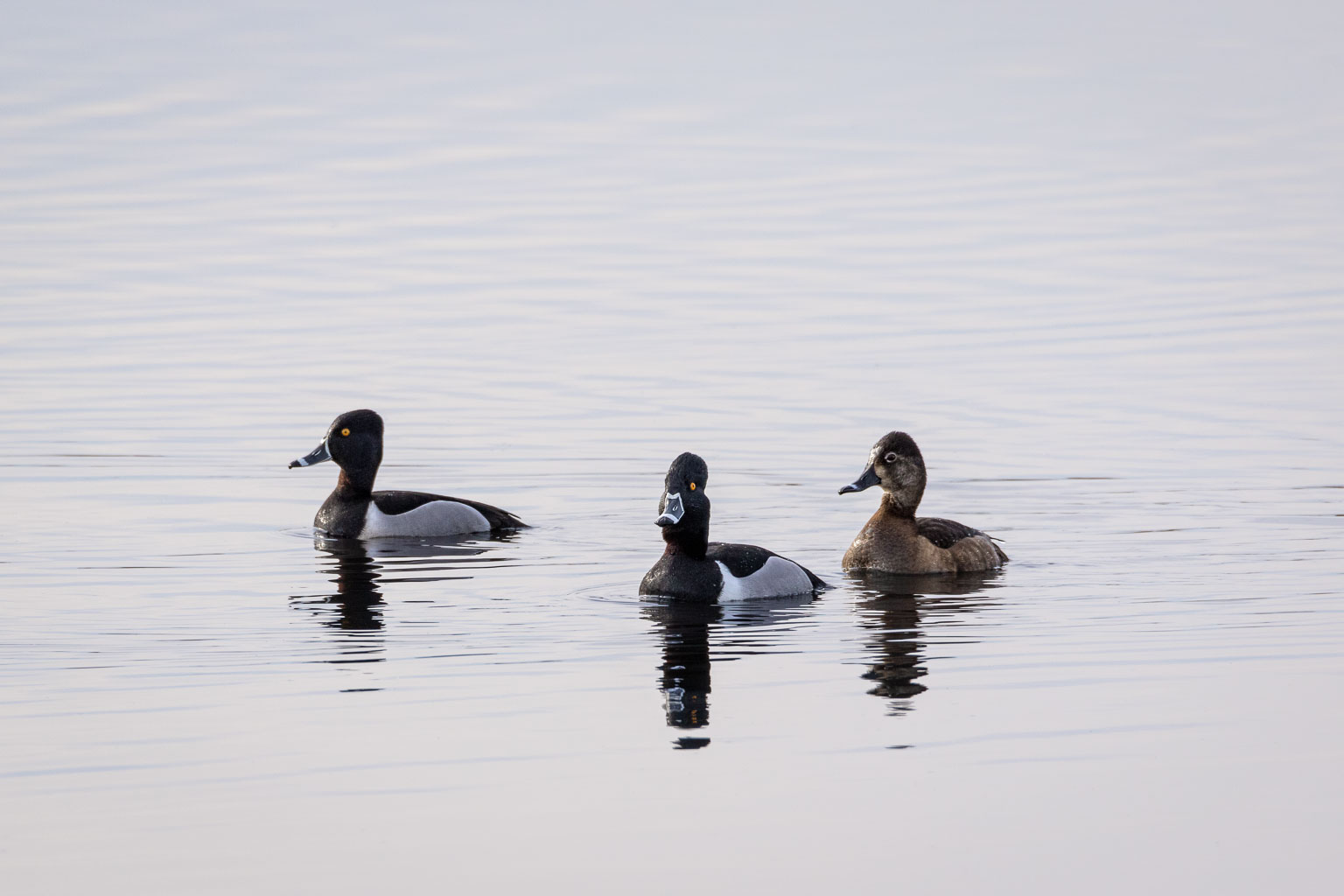 ring necked duck