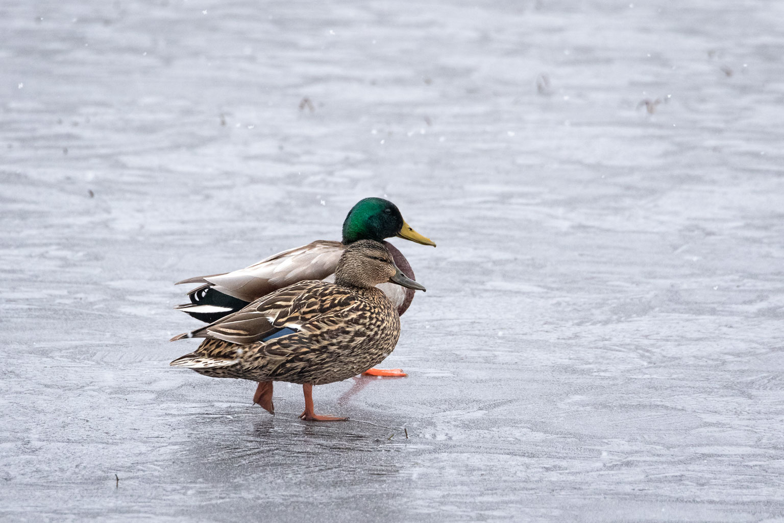 male and female mallard