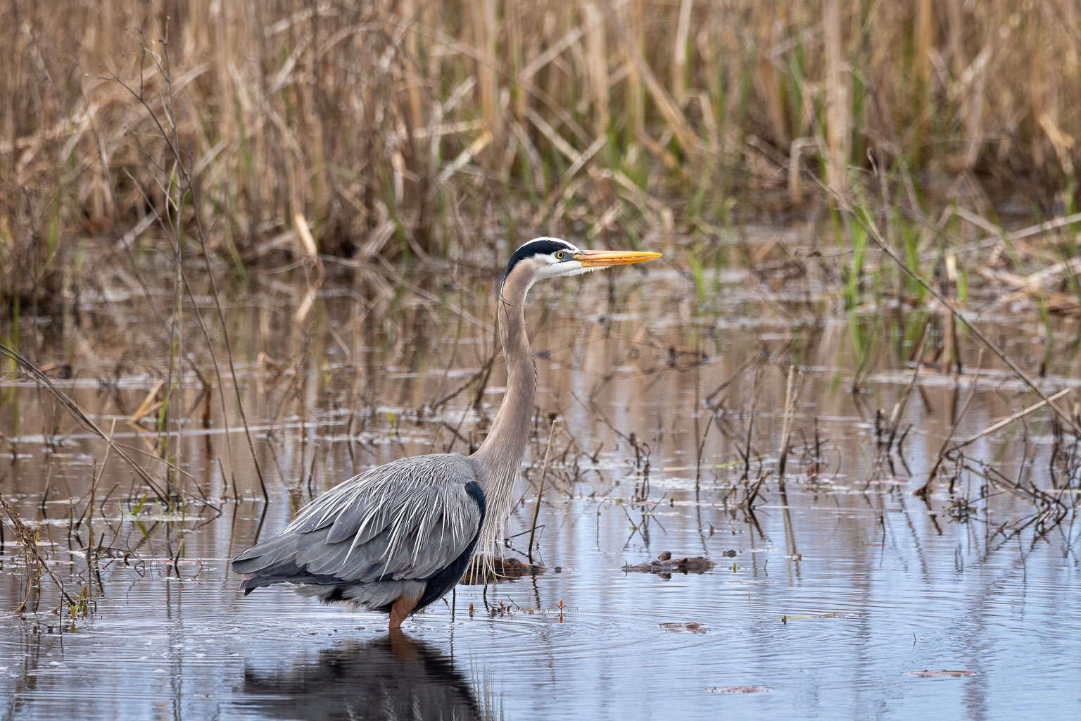 great blue heron