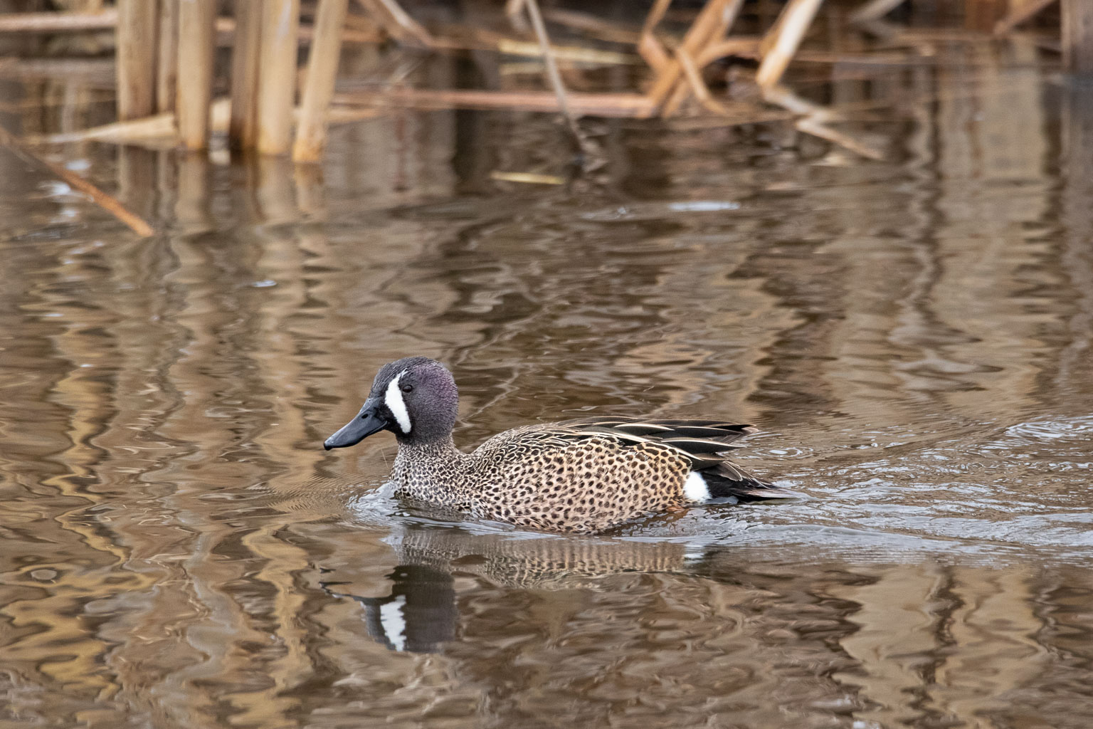 blue winged teal