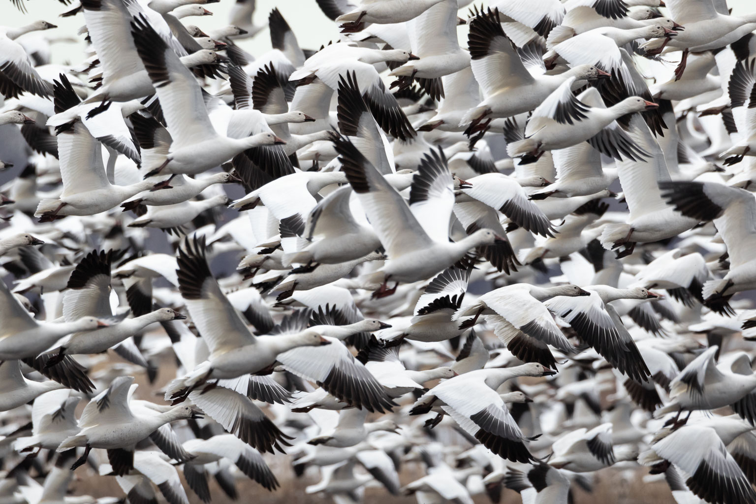 snow goose eruption