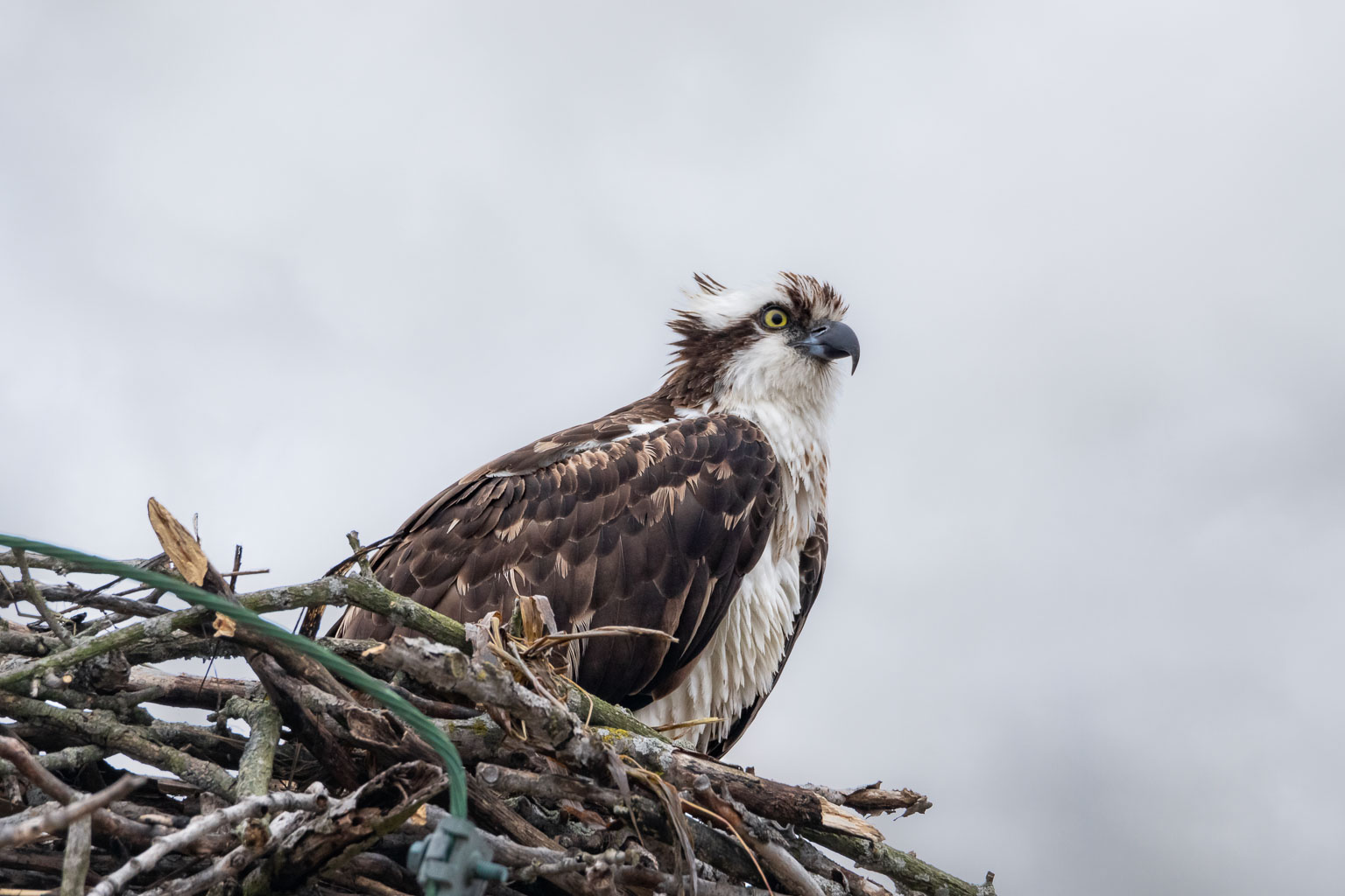 osprey