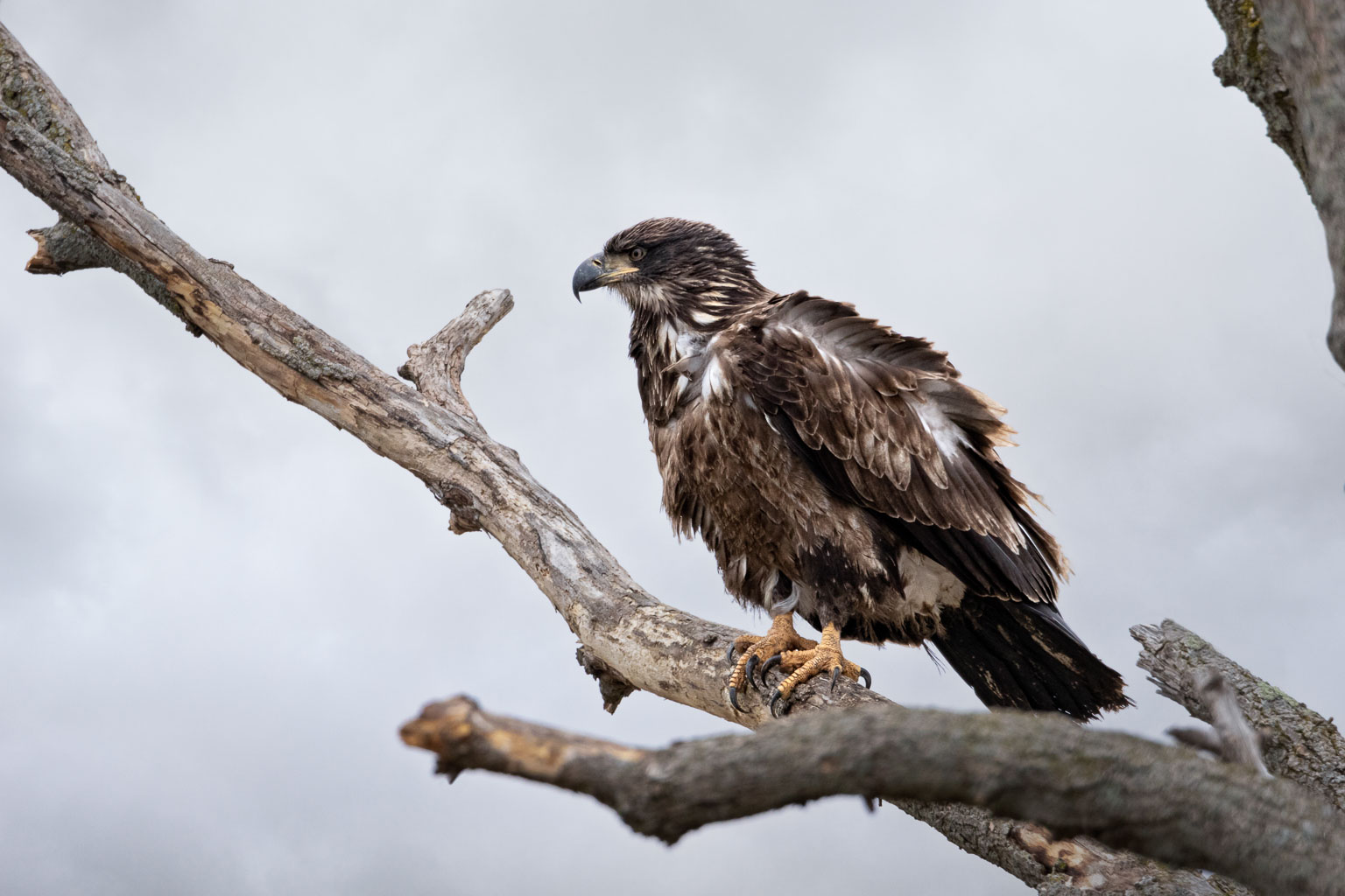 juvenile bald eagle