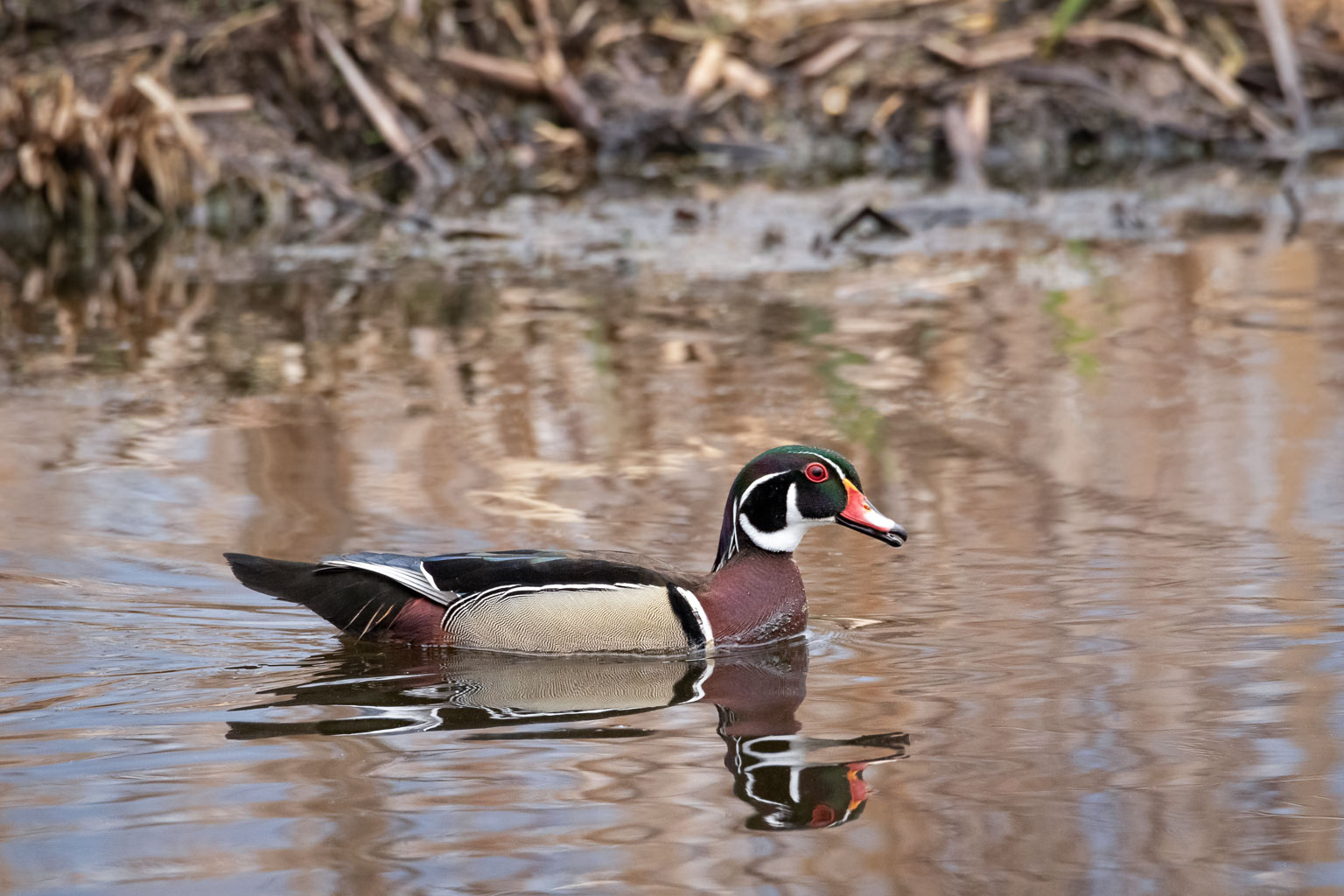 wood duck