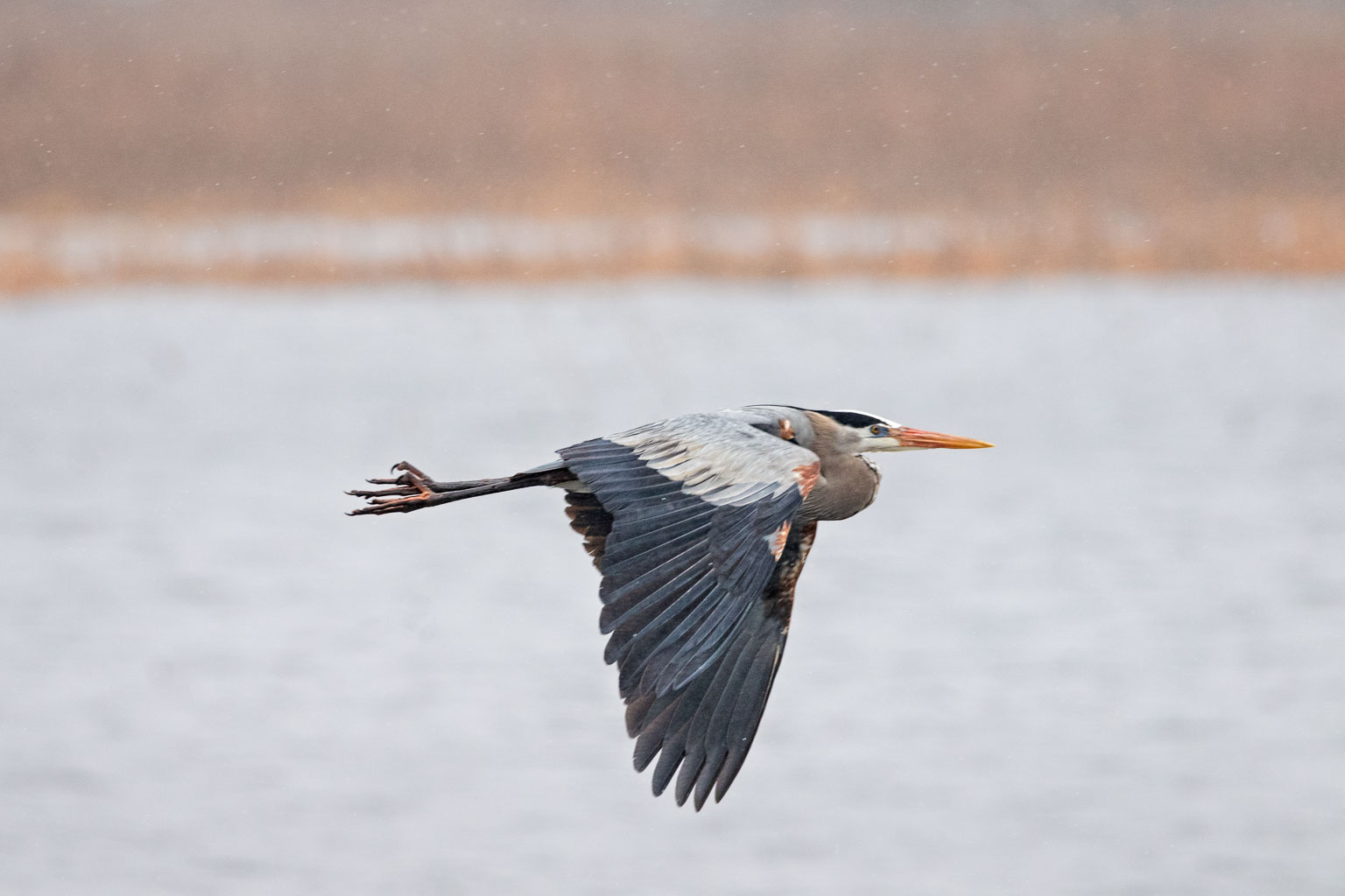 great blue heron